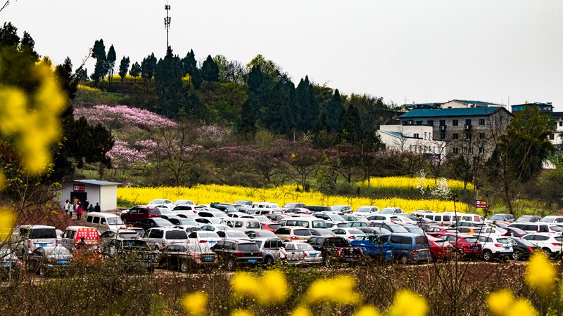 飘香引来客 + 卜寿林 拍13608386136_副本.jpg