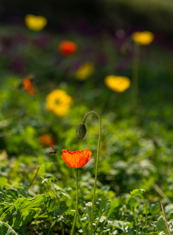 花香招蜜 + 卜寿林 拍13608386136_副本.jpg