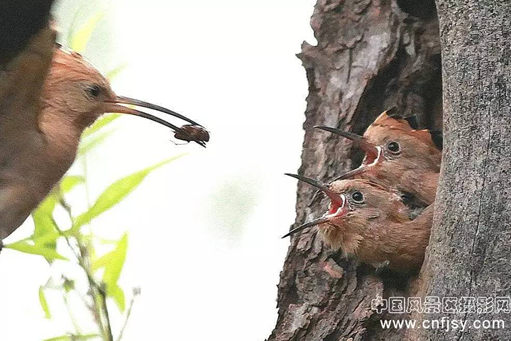 小鸟们的伟大的母亲（王龙毅）