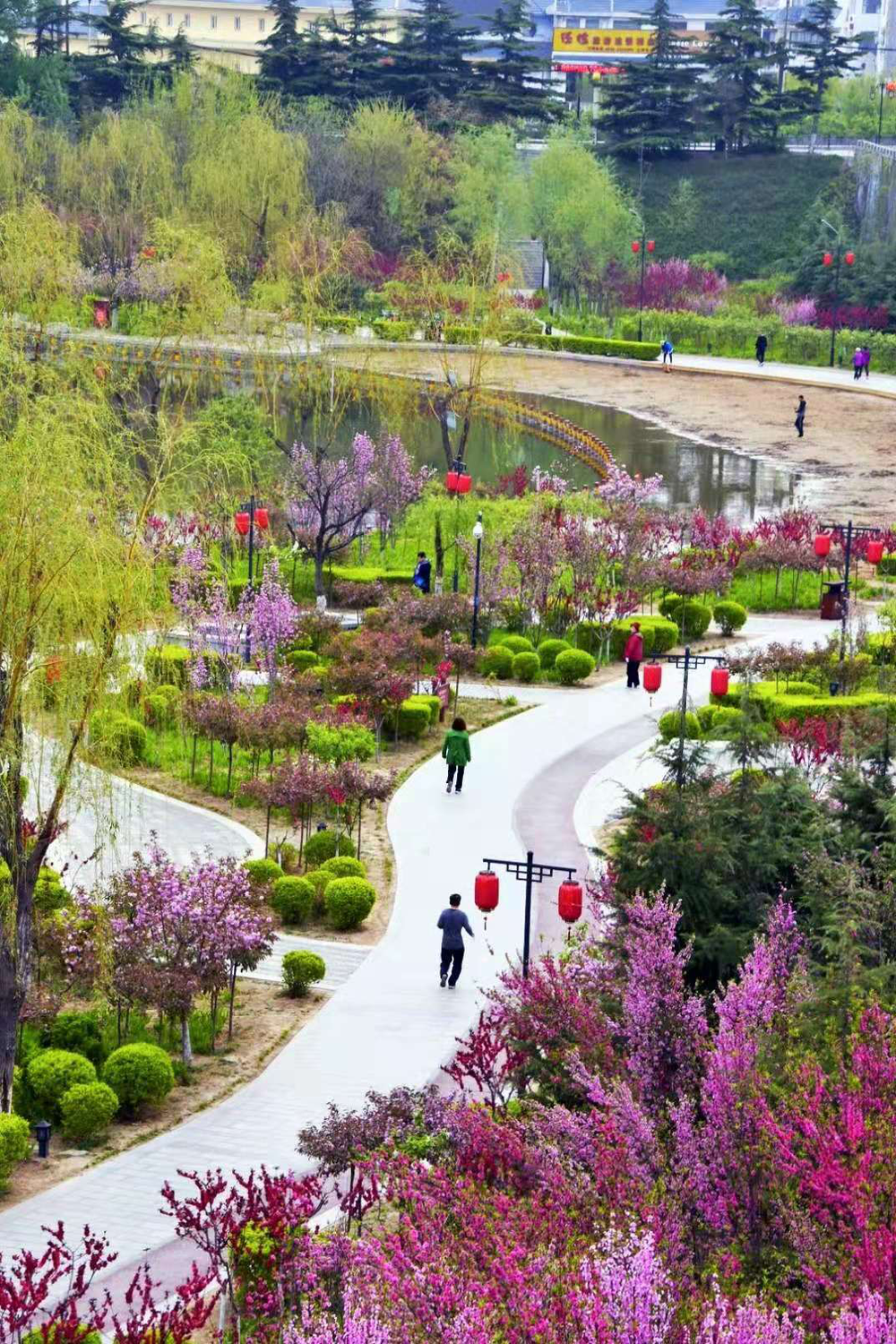 《醉美南阳河》2018年4月拍于青州南阳河，摄影 姚子华.马卫国点评：画面中利用园中的小路这一条“S”形曲线很好，好一幅春色满园图，上方的广告牌等去掉更好一些。另外画面里突出的还是春色，就没有.png