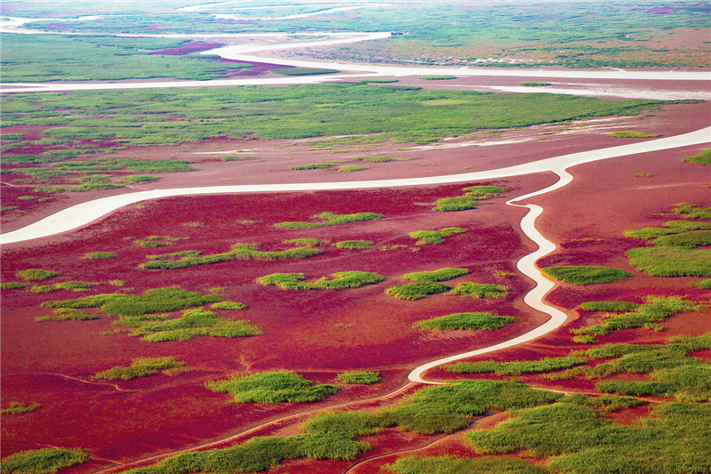 《黄河口红草地》2013年9月1日航拍于山东省东营市黄河三角洲国家级